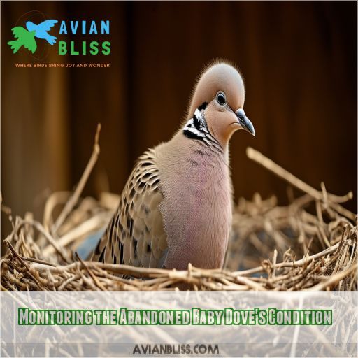 Monitoring the Abandoned Baby Dove