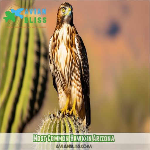 Most Common Hawk in Arizona