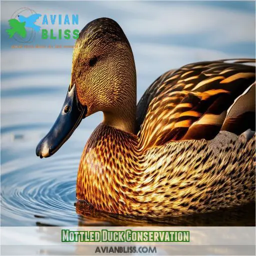 Mottled Duck Conservation