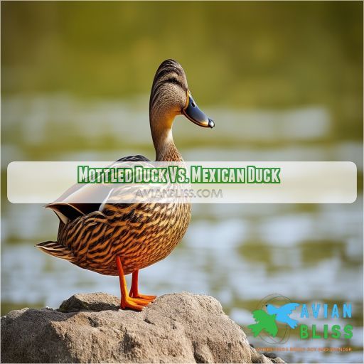 Mottled Duck Vs. Mexican Duck