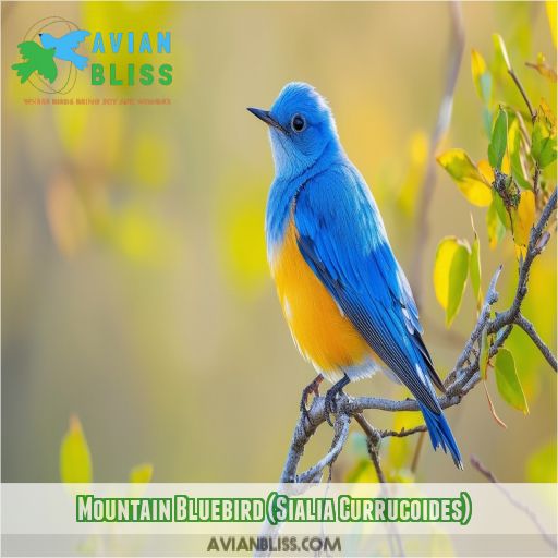 Mountain Bluebird (Sialia Currucoides)