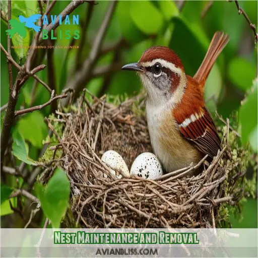 Nest Maintenance and Removal