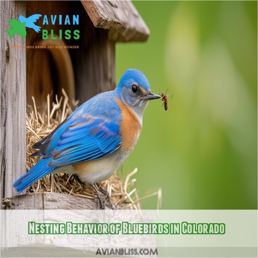 Nesting Behavior of Bluebirds in Colorado