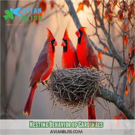 Nesting Behavior of Cardinals