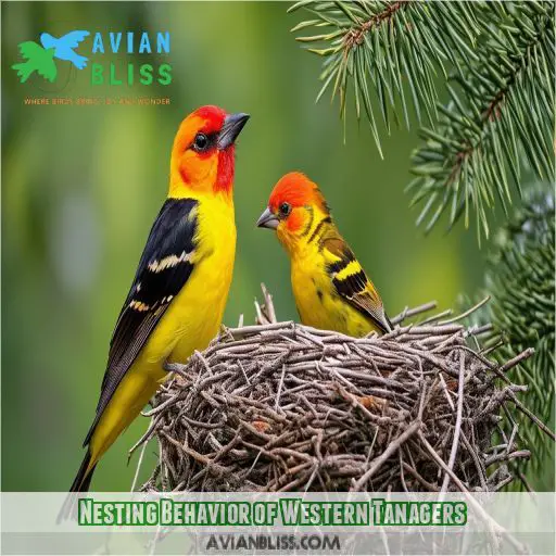 Nesting Behavior of Western Tanagers