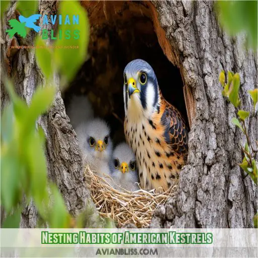 Nesting Habits of American Kestrels