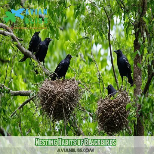 Nesting Habits of Blackbirds