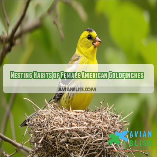 Nesting Habits of Female American Goldfinches