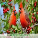 Northern Cardinal Species Profile: Vibrant Songbird's Secrets Revealed