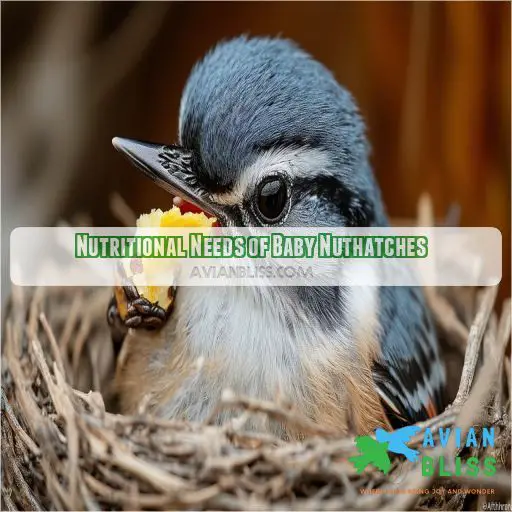 Nutritional Needs of Baby Nuthatches