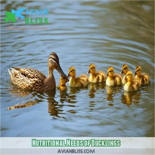 Nutritional Needs of Ducklings