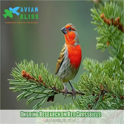 Ongoing Research on Red Crossbills