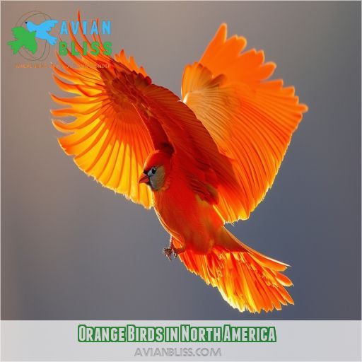 Orange Birds in North America