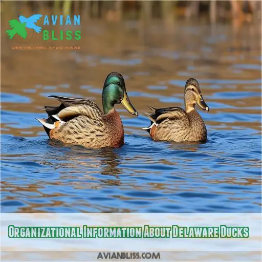 Organizational Information About Delaware Ducks