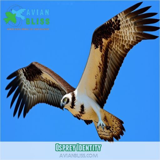 Osprey Identity