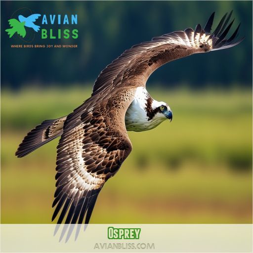 osprey