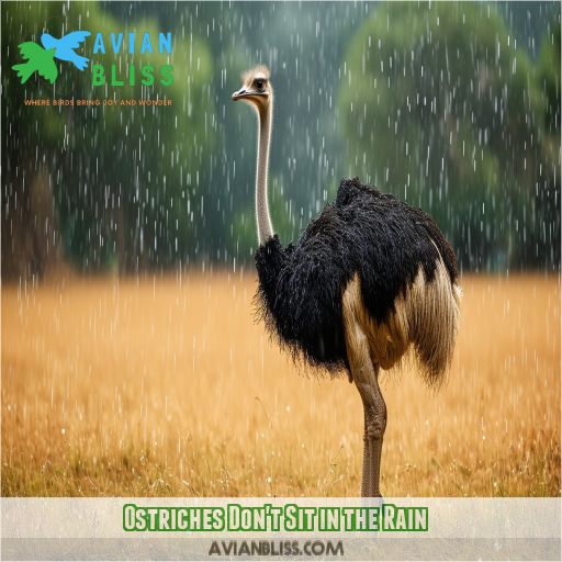 Ostriches Don