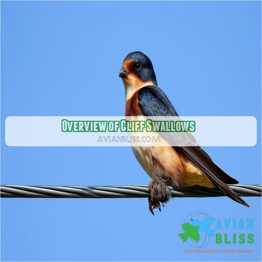 Overview of Cliff Swallows