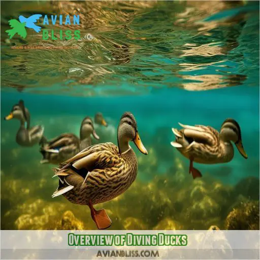 Overview of Diving Ducks