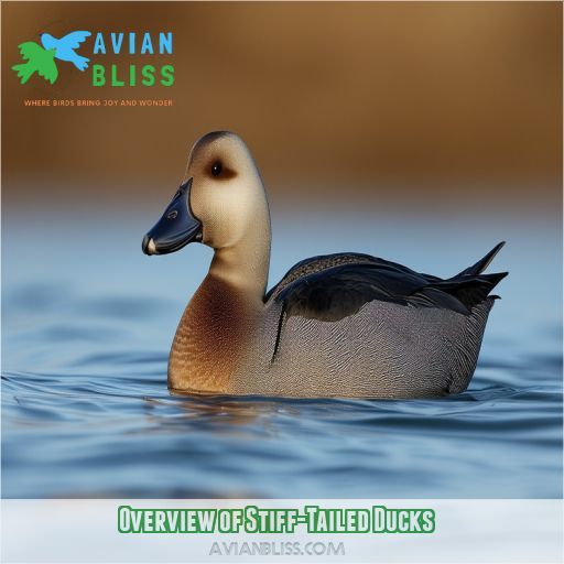 Overview of Stiff-Tailed Ducks