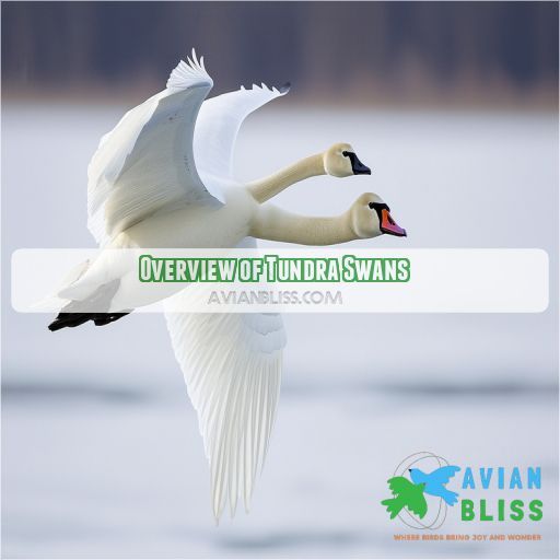 Overview of Tundra Swans