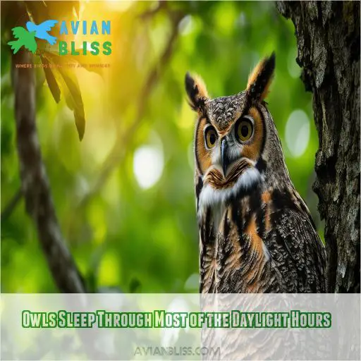 Owls Sleep Through Most of the Daylight Hours