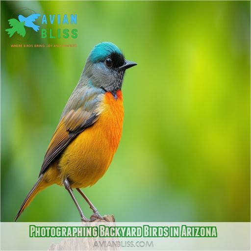 Photographing Backyard Birds in Arizona