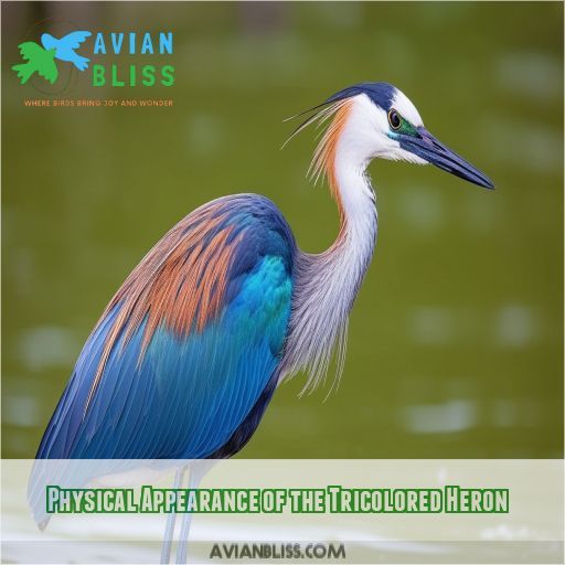 Physical Appearance of the Tricolored Heron