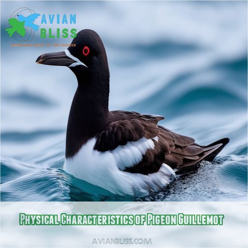 Physical Characteristics of Pigeon Guillemot