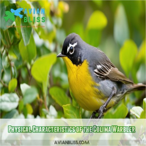 Physical Characteristics of the Colima Warbler