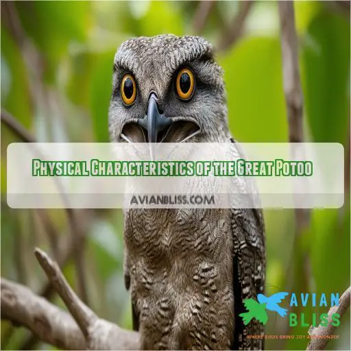 Physical Characteristics of the Great Potoo