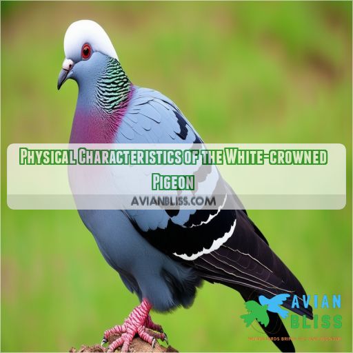 Physical Characteristics of the White-crowned Pigeon