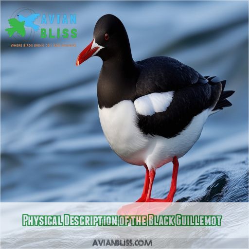 Physical Description of the Black Guillemot