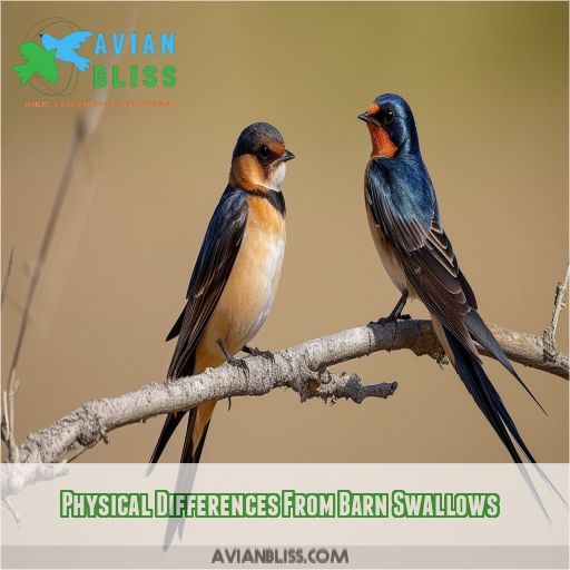 Physical Differences From Barn Swallows