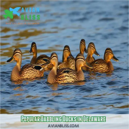 Popular Dabbling Ducks in Delaware