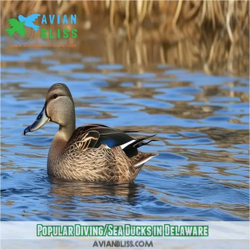 Popular Diving/Sea Ducks in Delaware