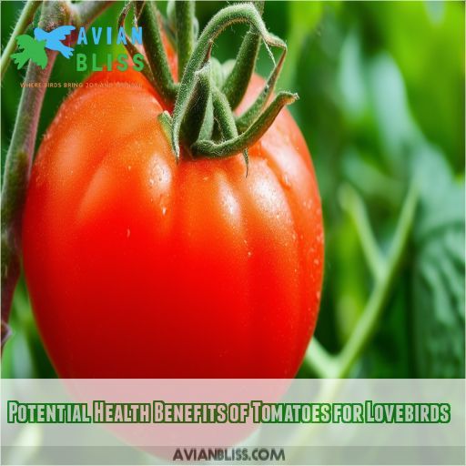 Potential Health Benefits of Tomatoes for Lovebirds