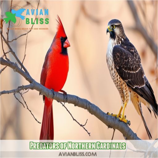 Predators of Northern Cardinals