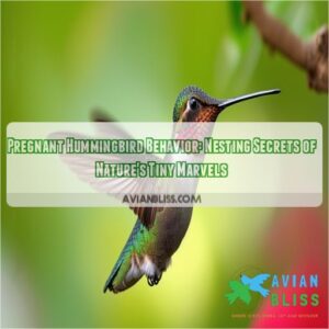 pregnant hummingbird behavior