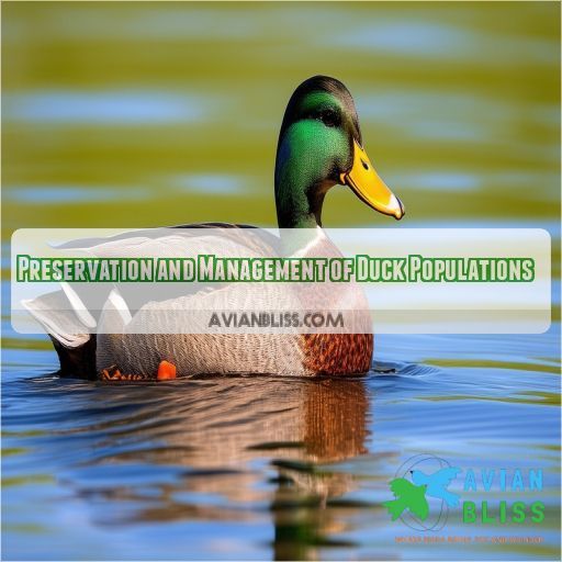 Preservation and Management of Duck Populations