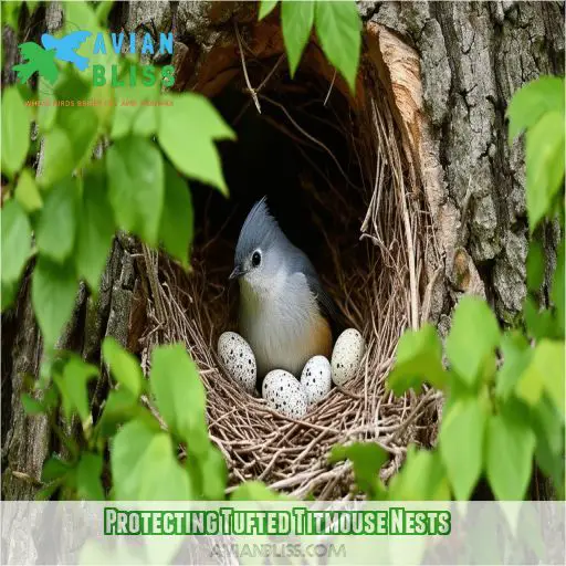 Protecting Tufted Titmouse Nests