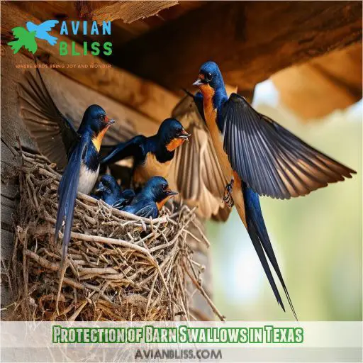 Protection of Barn Swallows in Texas