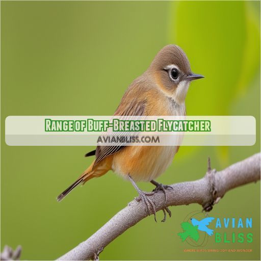 Range of Buff-Breasted Flycatcher