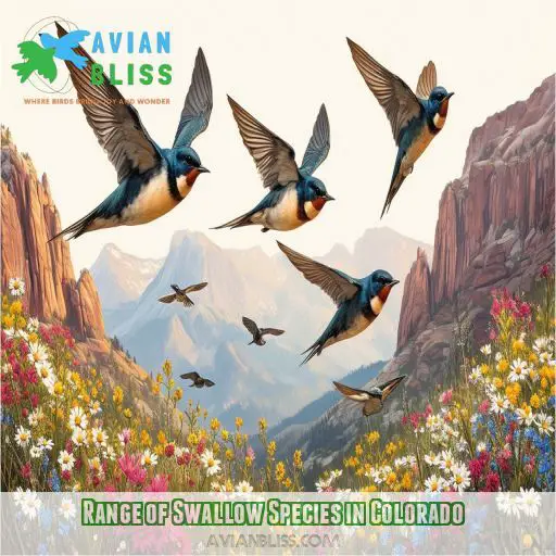 Range of Swallow Species in Colorado