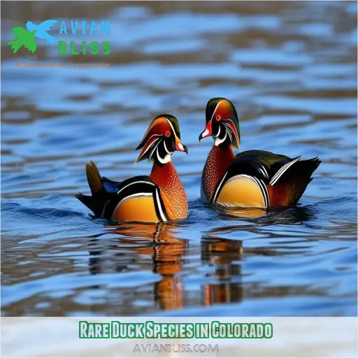 Rare Duck Species in Colorado