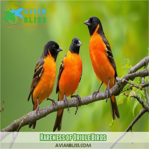 Rareness of Oriole Birds