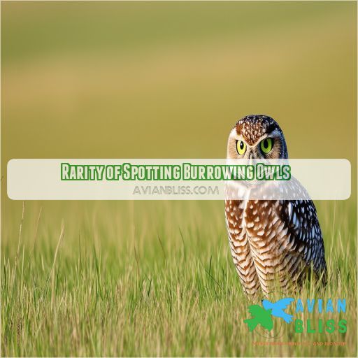 Rarity of Spotting Burrowing Owls