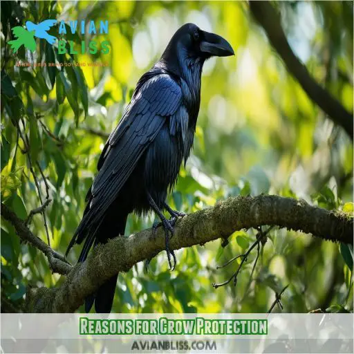 Reasons for Crow Protection