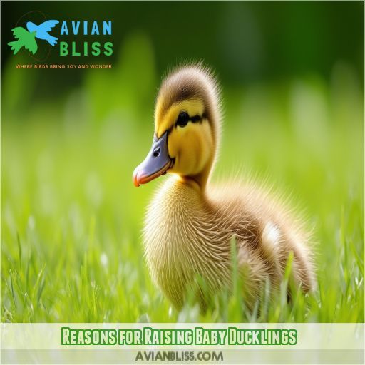 Reasons for Raising Baby Ducklings