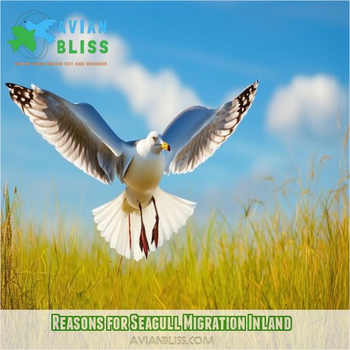 Reasons for Seagull Migration Inland